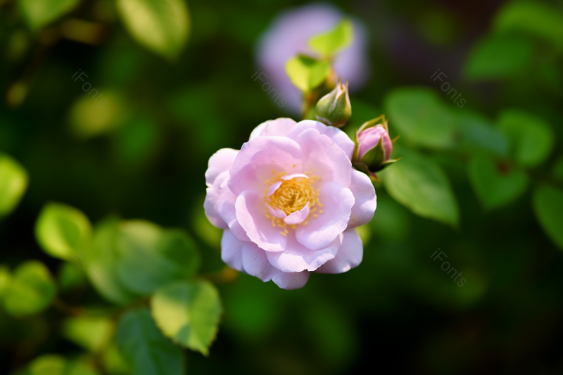春季粉色的花长在树枝上绿叶相衬实拍摄影图,高清,摄影图,摄影图片,图片大全,摄影图免费下载